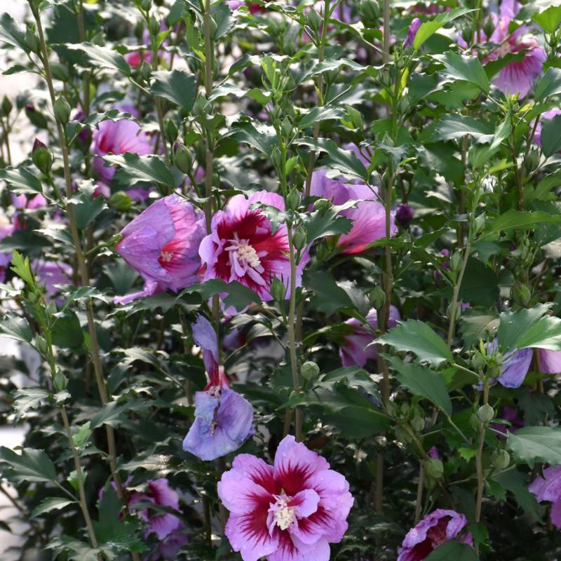 ROSE OF SHARON PURPLE PILLAR