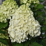 HYDRANGEA LITTLE LIME PUNCH