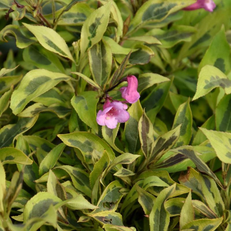 WEIGELA BUBBLY WINE