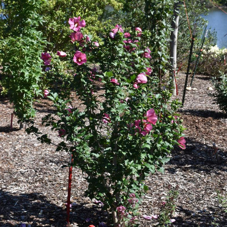 ROSE OF SHARON PARAPLU ROUGE