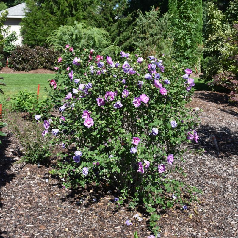 ROSE OF SHARON DARK LAVENDER CHIFFON