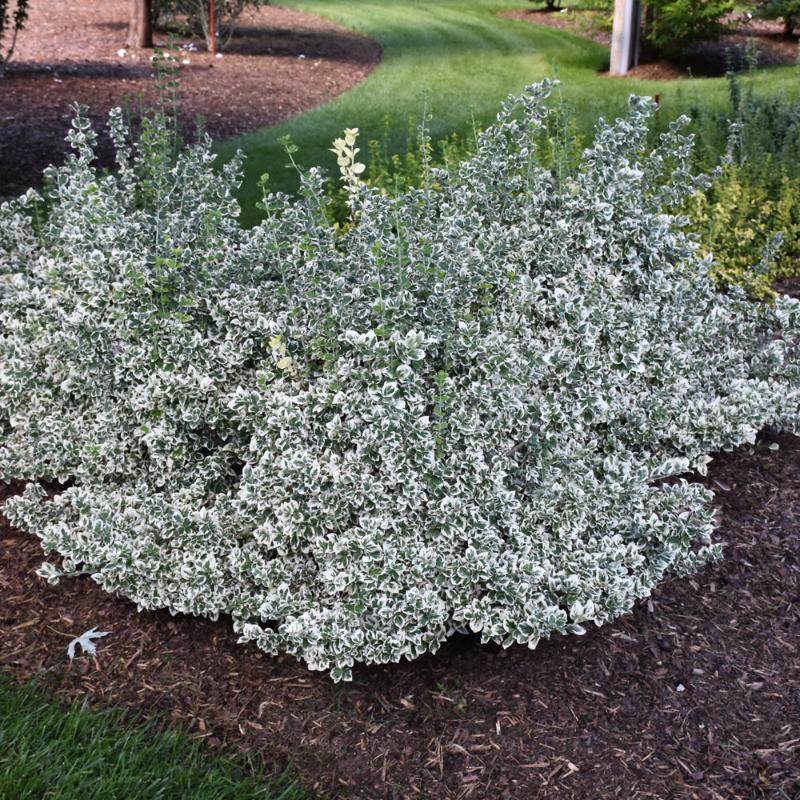 EUONYMUS WHITE ALBUM