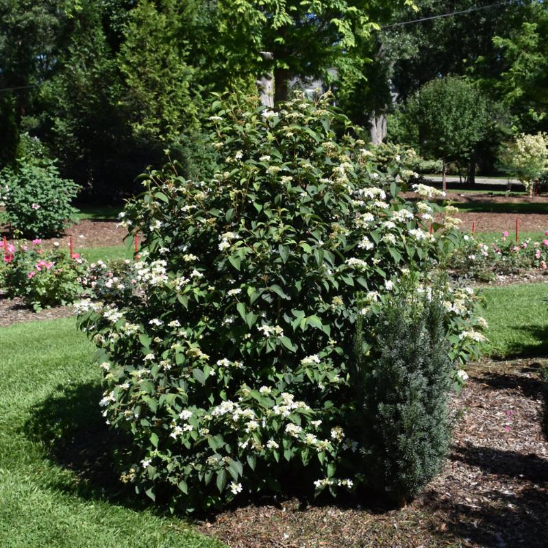 VIBURNUM STEADY EDDY