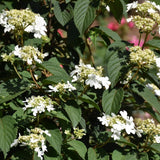 VIBURNUM STEADY EDDY