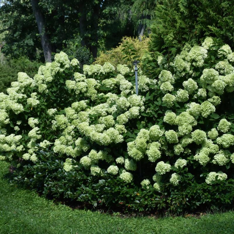 HYDRANGEA LITTLE LIME