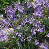 HOSTA SILLY STRING