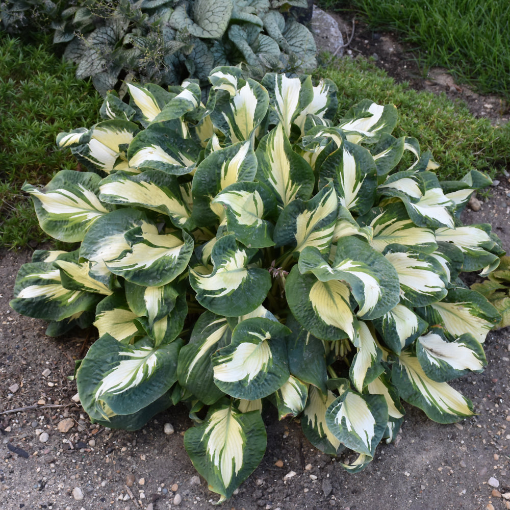 HOSTA HANS