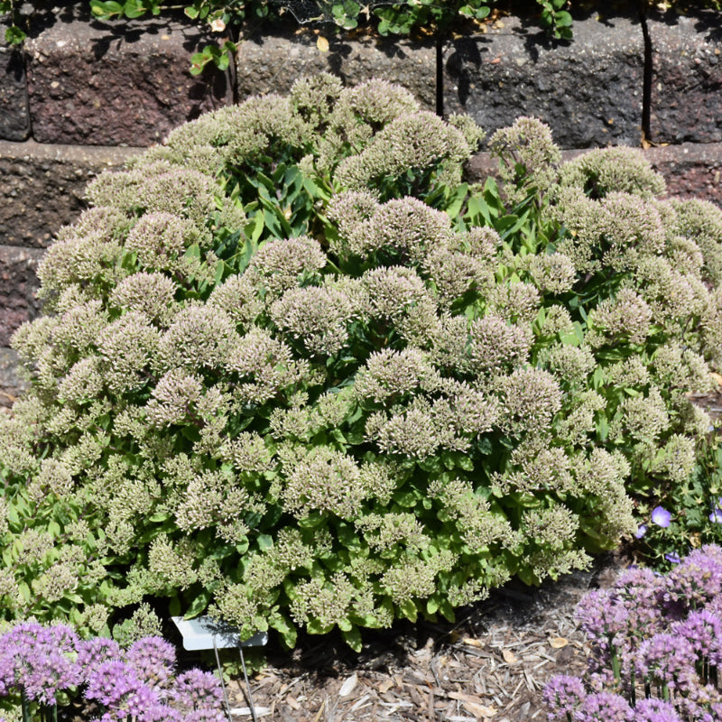 SEDUM POWDERPUFF