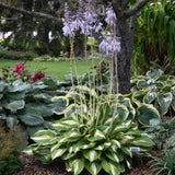 HOSTA MISS AMERICA