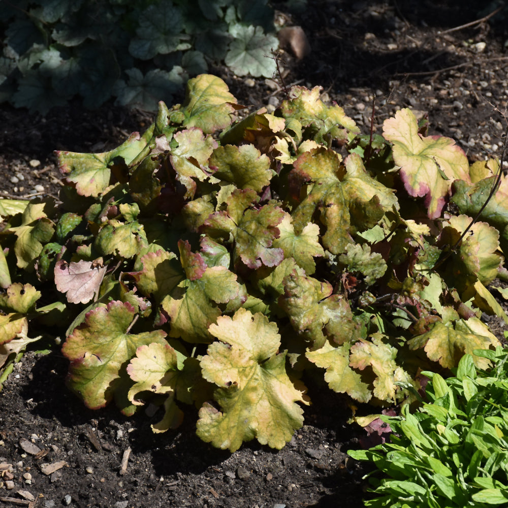 HEUCHERA DOLCE TOFFEE TART