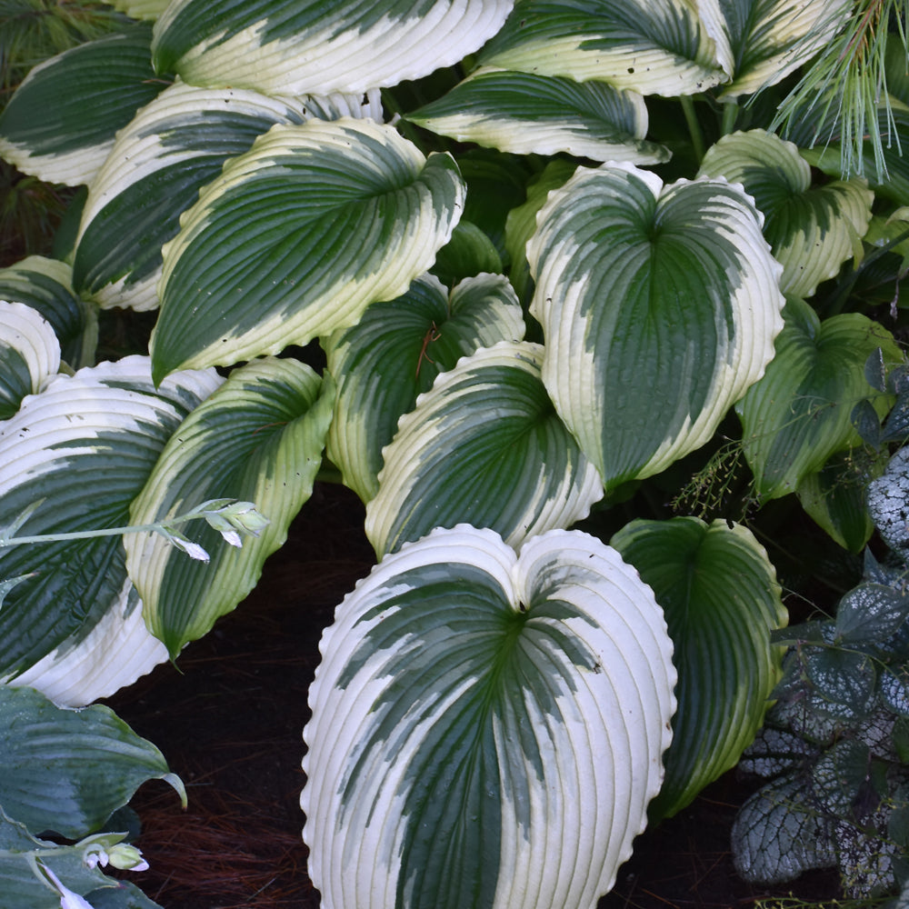 HOSTA BRIDAL FALLS