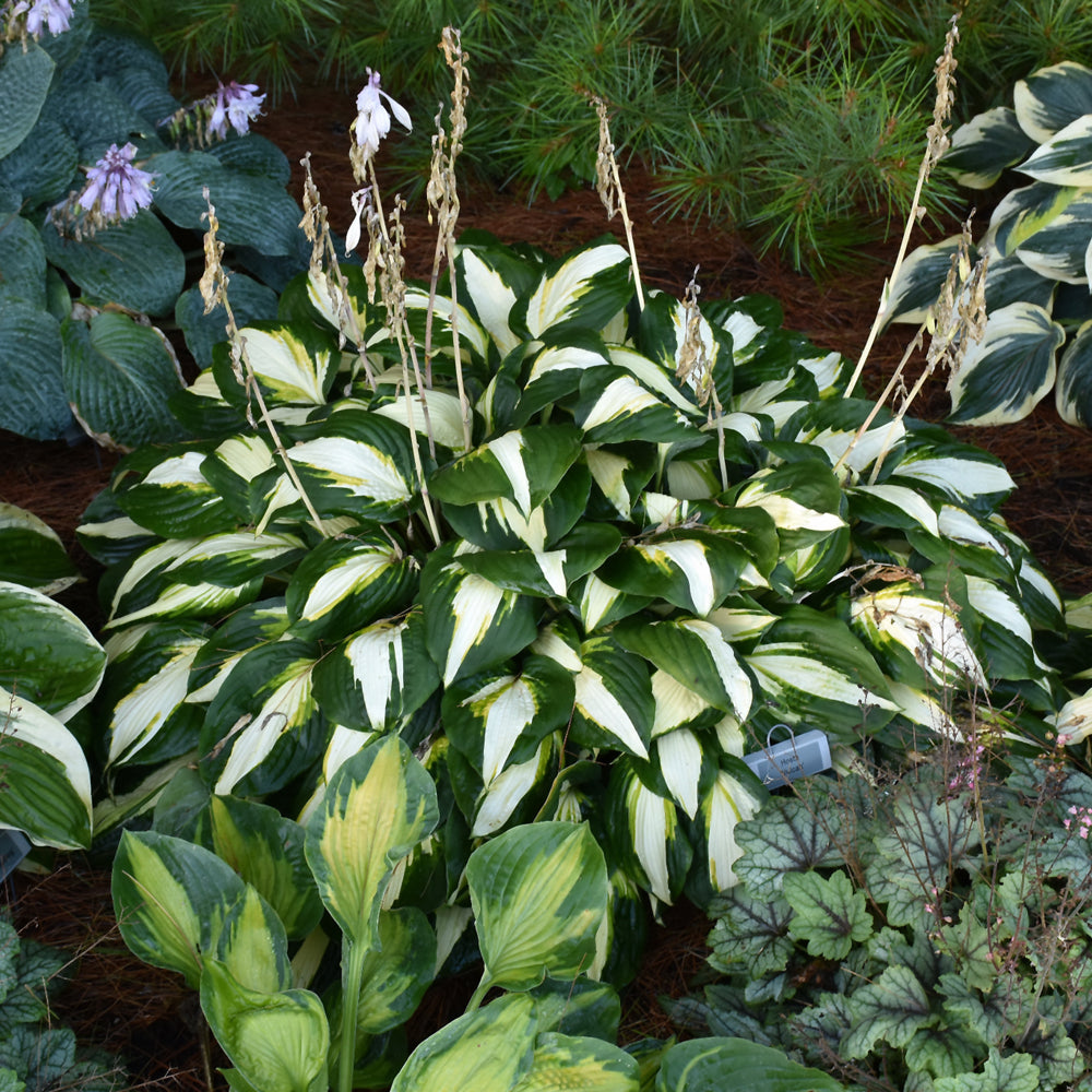 HOSTA VULCAN