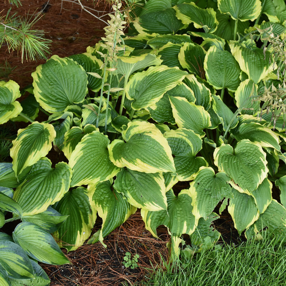 HOSTA SPARTACUS