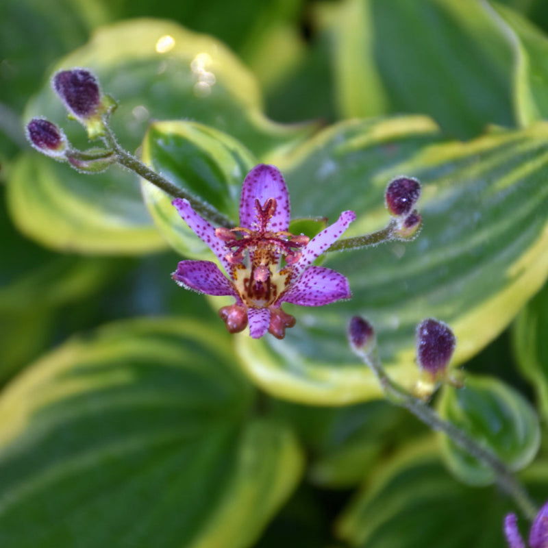 TRICYRTIS AUTUMN GLOW