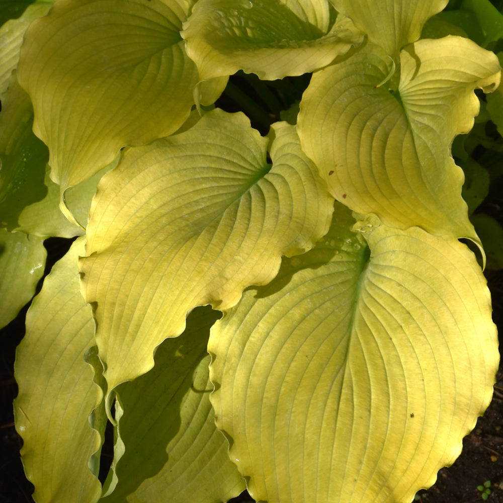 HOSTA ECHO THE SUN