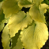 HOSTA ECHO THE SUN