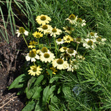 ECHINACEA EYE CATCHER CANARY FEATHERS