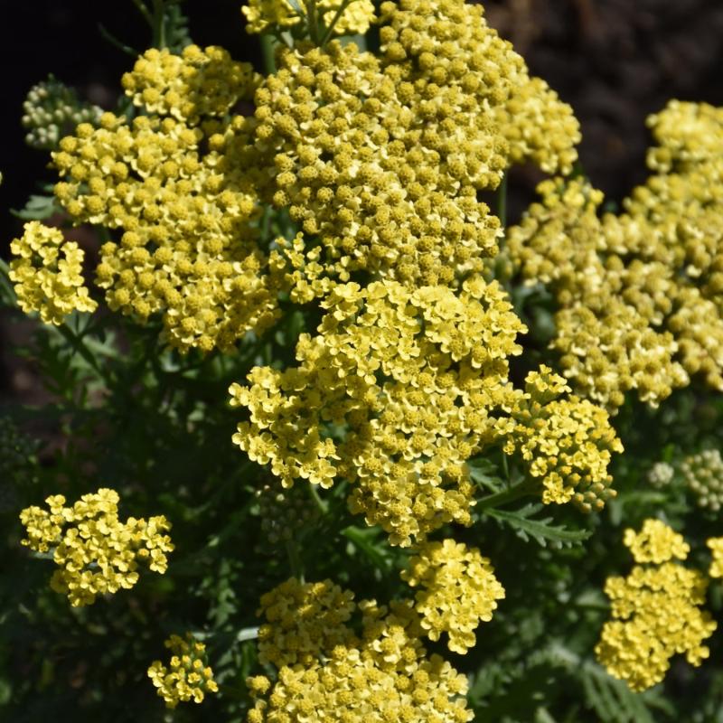 ACHILLEA FIREFLY SUNSHINE