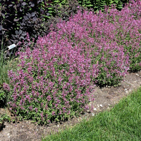 AGASTACHE ROSIE POSIE