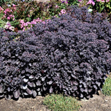 SEDUM ROCK N GROW BACK IN BLACK