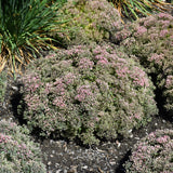 SEDUM PRIDE AND JOY