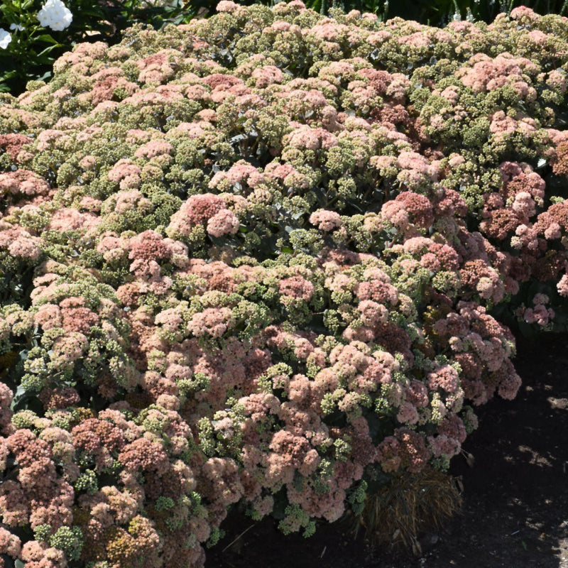 SEDUM ROCK N GROW CORALJADE