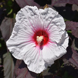 HIBISCUS DARK MYSTERY