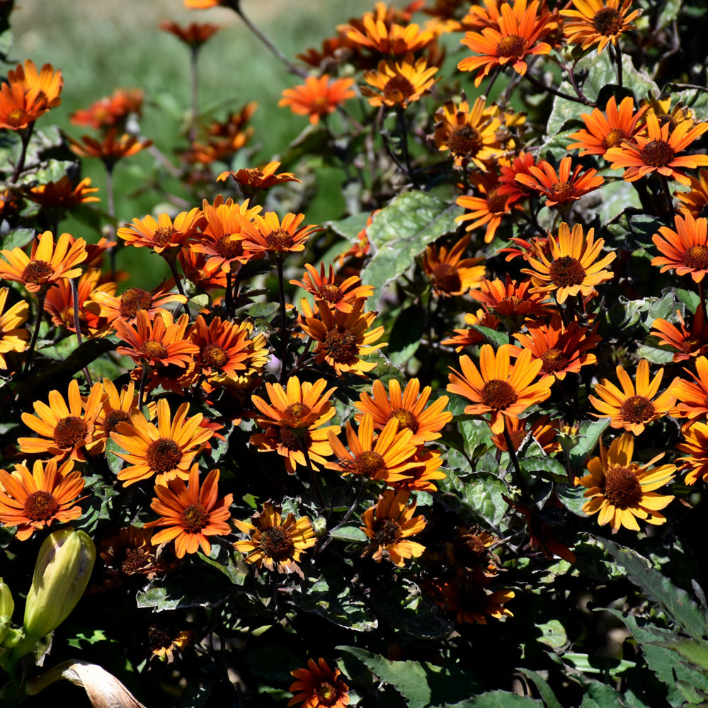 HELIOPSIS BLEEDING HEARTS