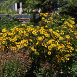 HELIOPSIS TUSCAN GOLD