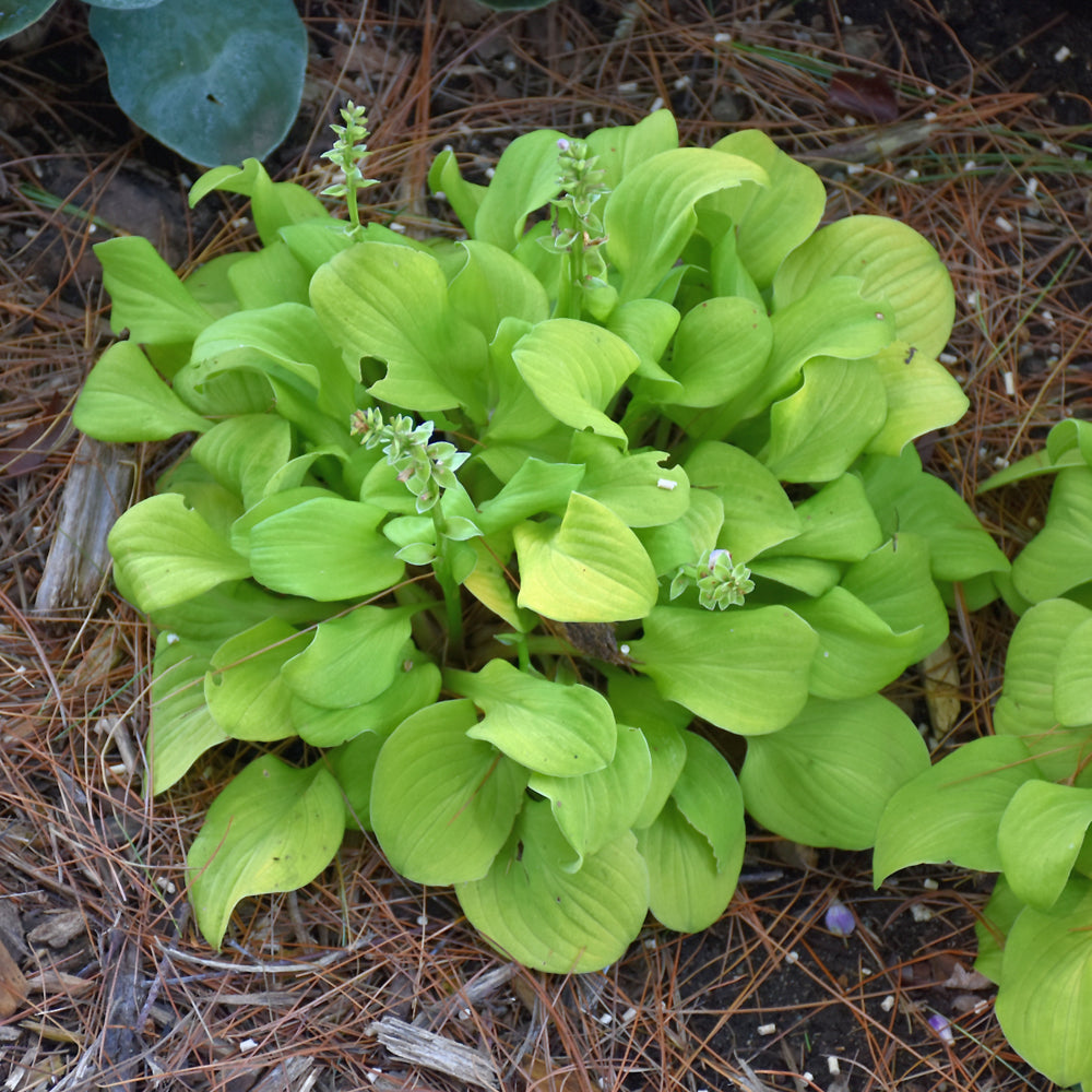 HOSTA SUN MOUSE