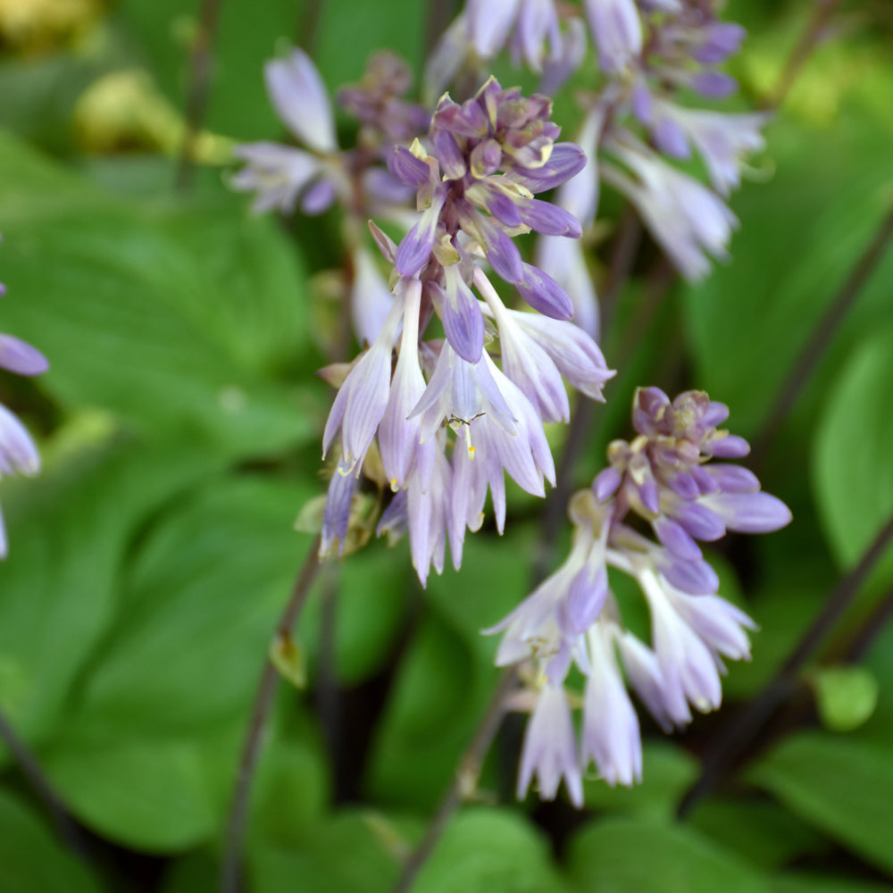 HOSTA DESIGNER GENES