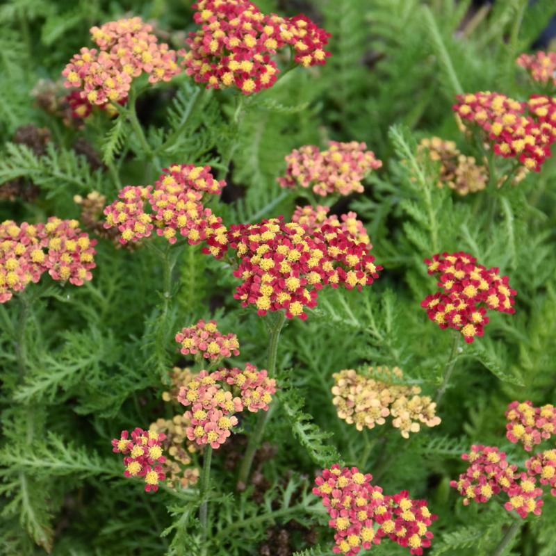 ACHILLEA MILLY ROCK RED