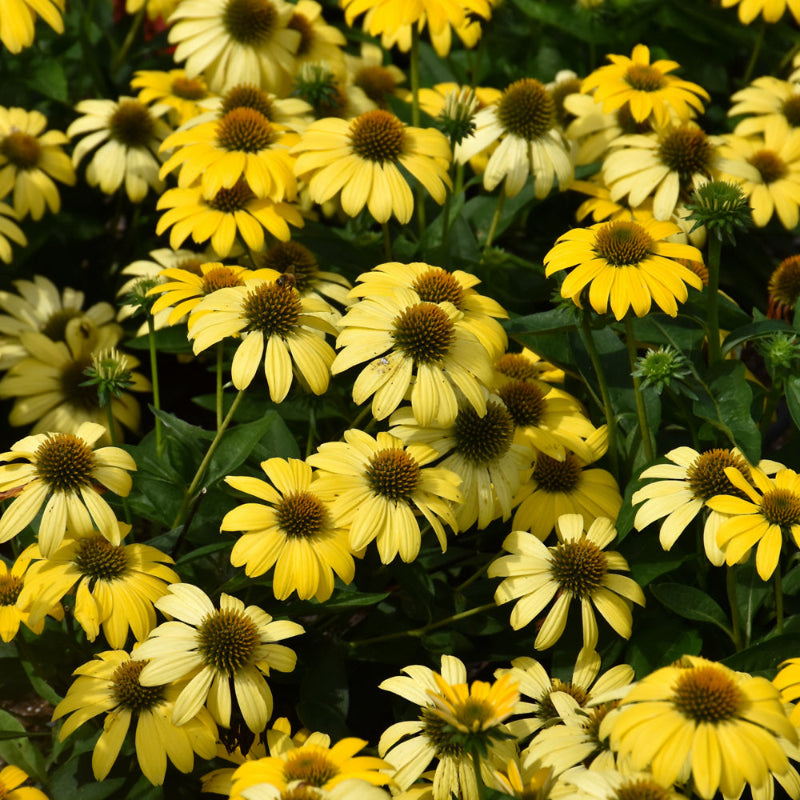 ECHINACEA SOMBRERO SUMMER SOLSTICE