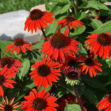 ECHINACEA SOMBRERO SANGRITA