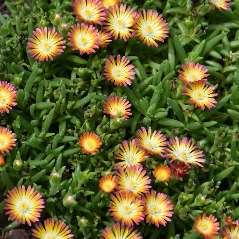 DELOSPERMA SUNSTONE