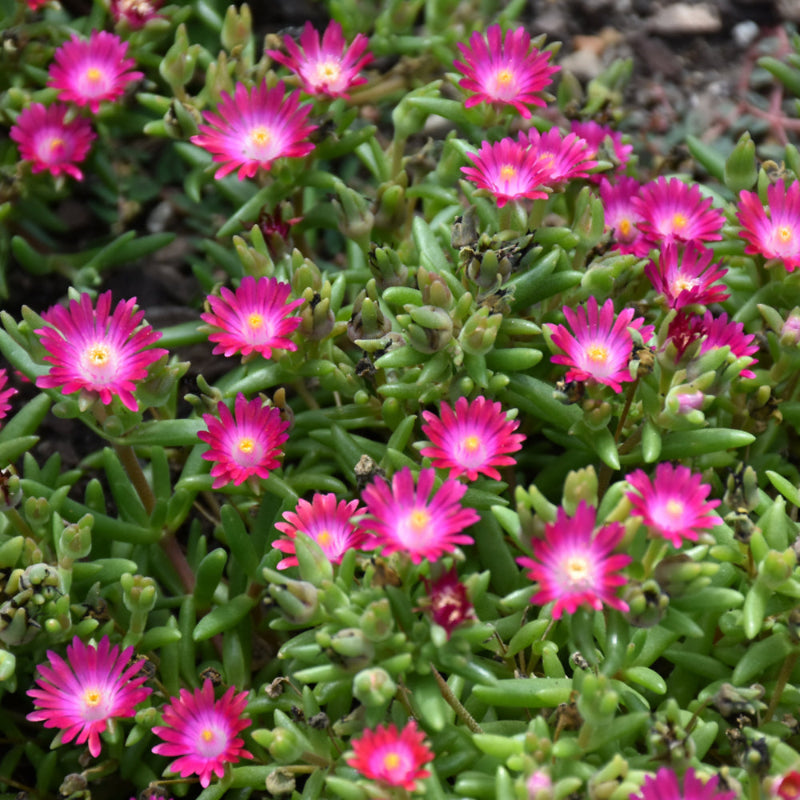 DELOSPERMA AMETHYST