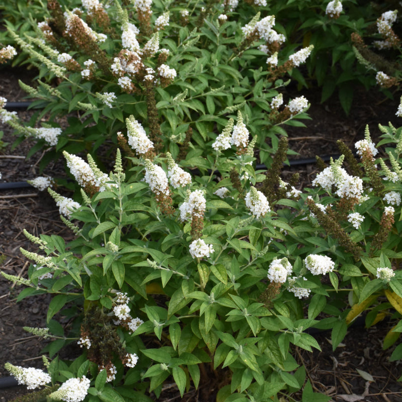 BUDDLEIA CHRYSALIS WHITE