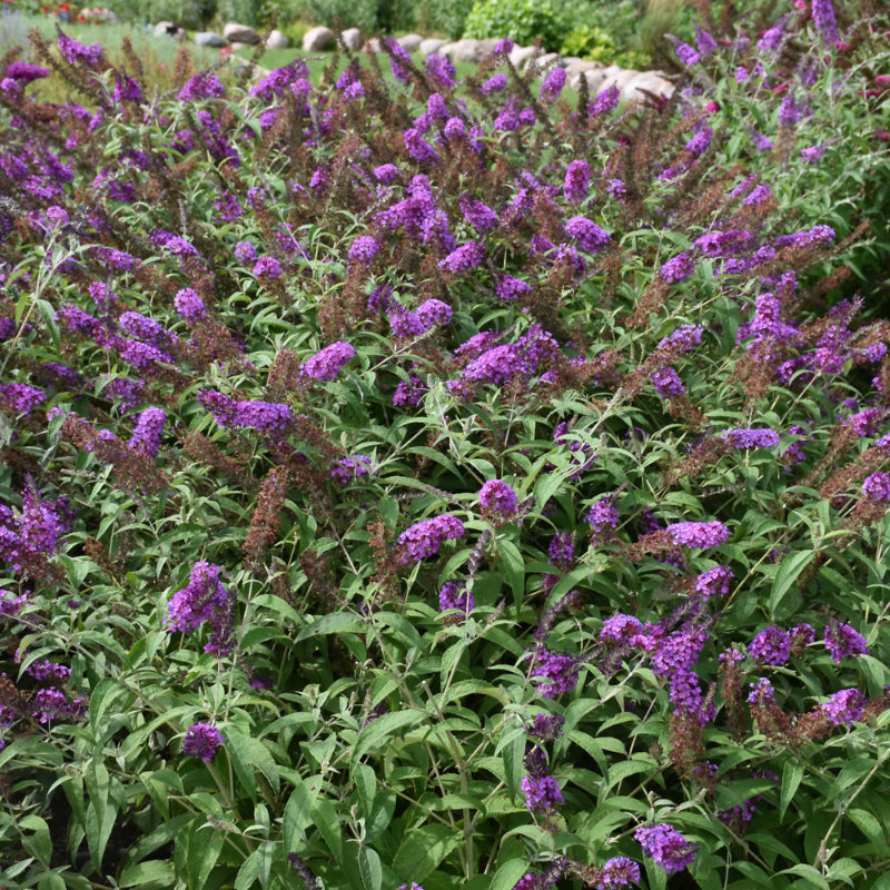 BUDDLEIA BUZZ PURPLE