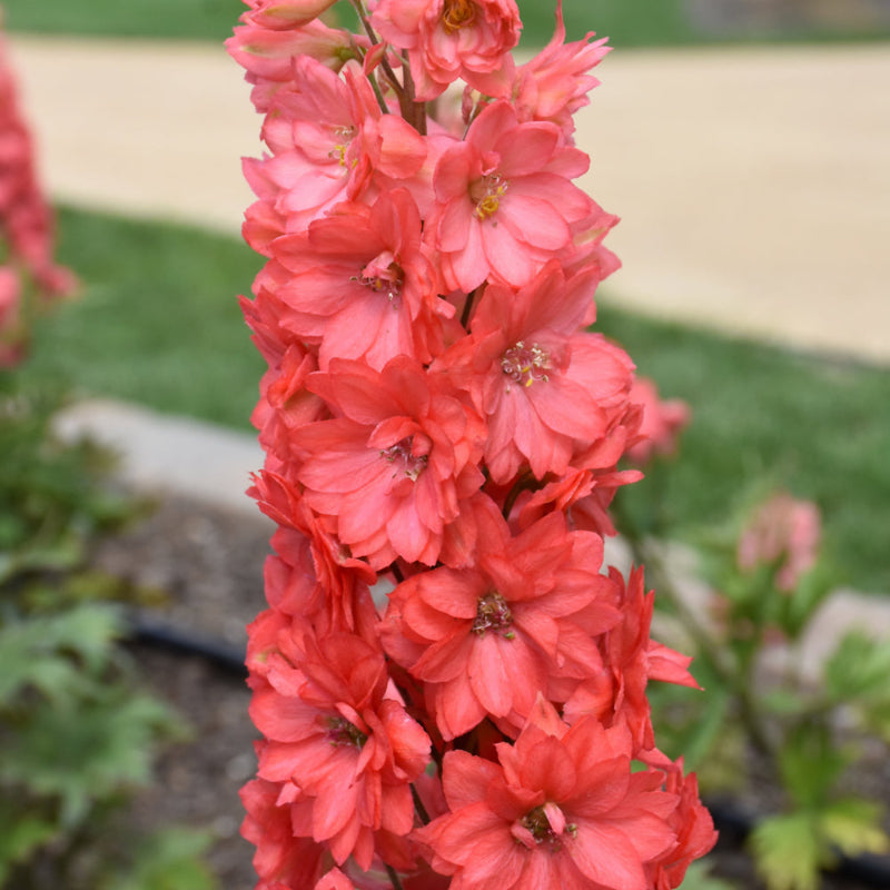 DELPHINIUM RED LARK