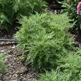 ARTEMISIA GMELINII SUNFERN ARCADIA