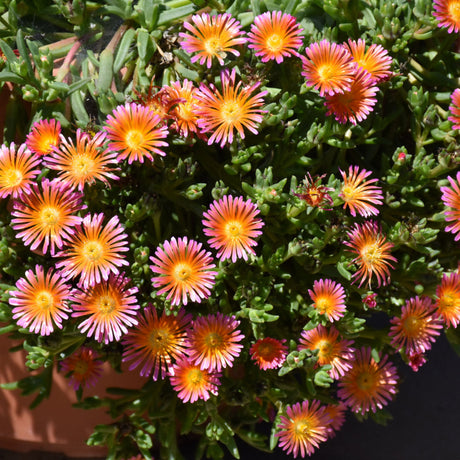 DELOSPERMA OCEAN SUNSET ORANGE GLOW