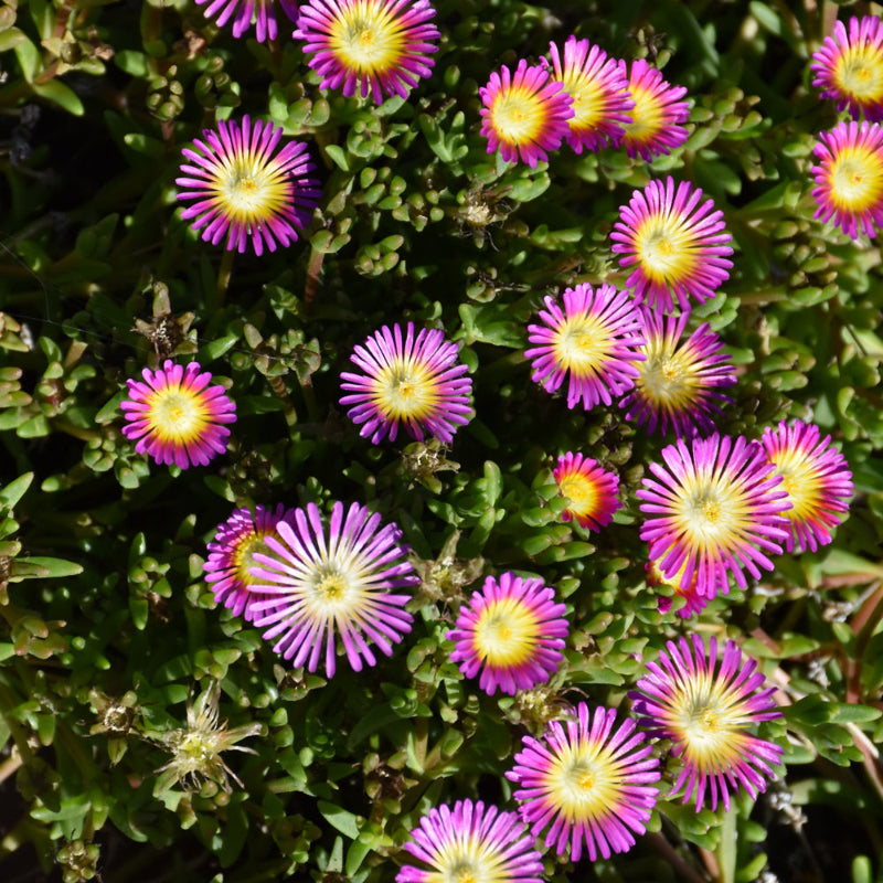 DELOSPERMA HOT PINK WONDER