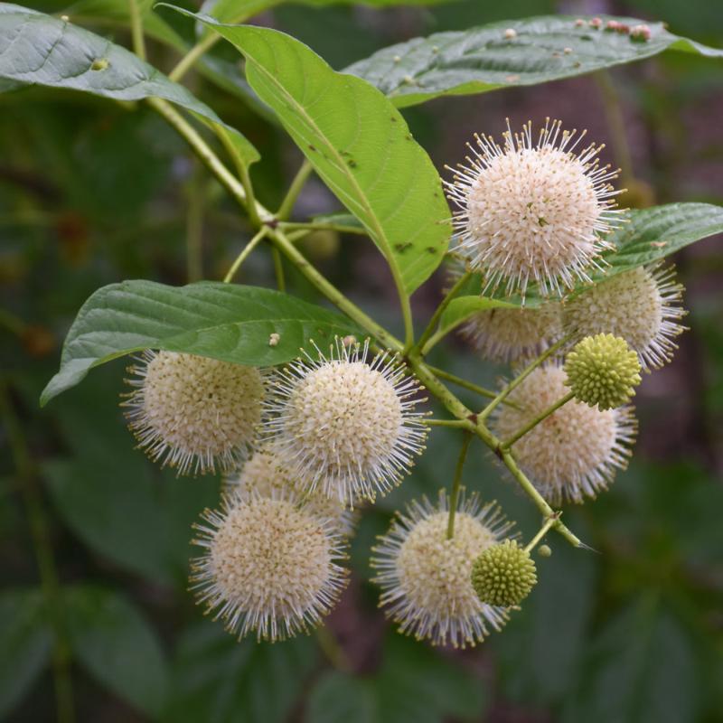 BUTTONBUSH SUGAR SHACK