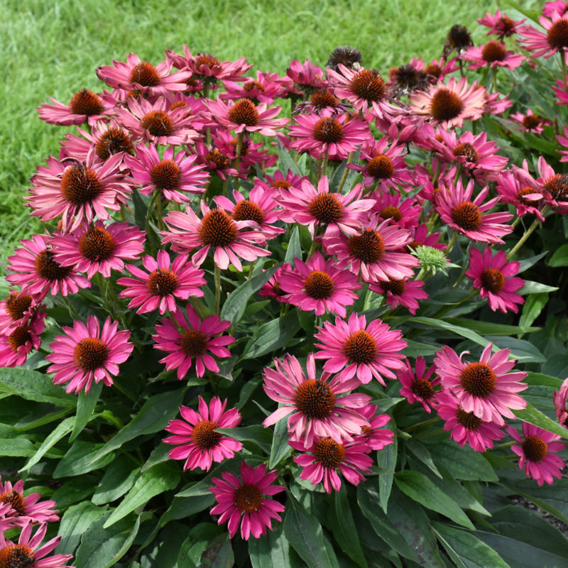 ECHINACEA KISMET RASPBERRY