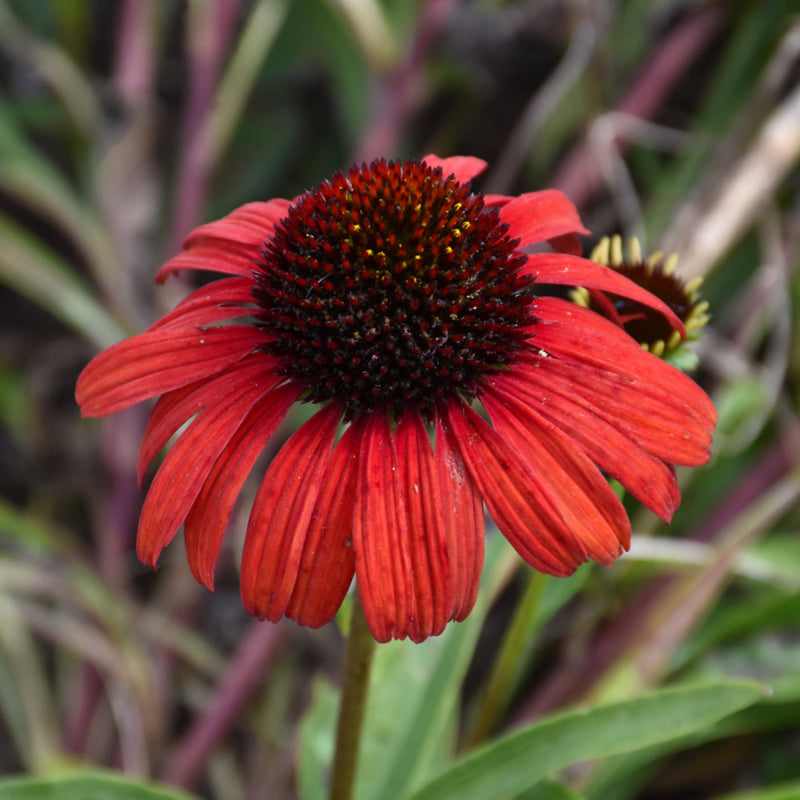 ECHINACEA BUTTERFLY POSTMAN