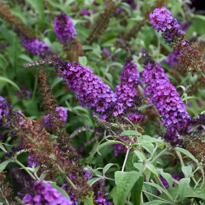 BUDDLEIA BUZZ PURPLE