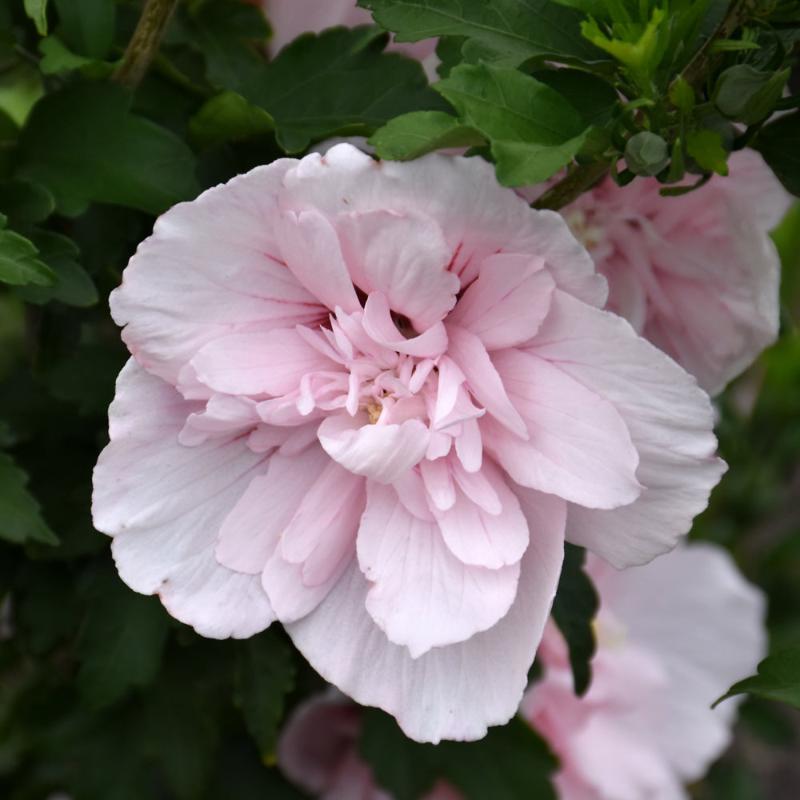 ROSE OF SHARON PINK CHIFFON