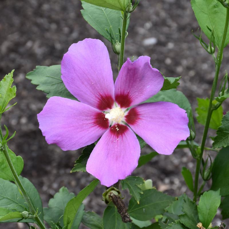 ROSE OF SHARON PURPLE SATIN