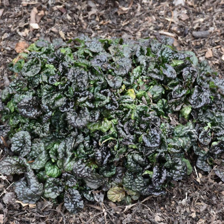 AJUGA MINI CRISP RED