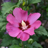 ROSE OF SHARON PARAPLU ROUGE